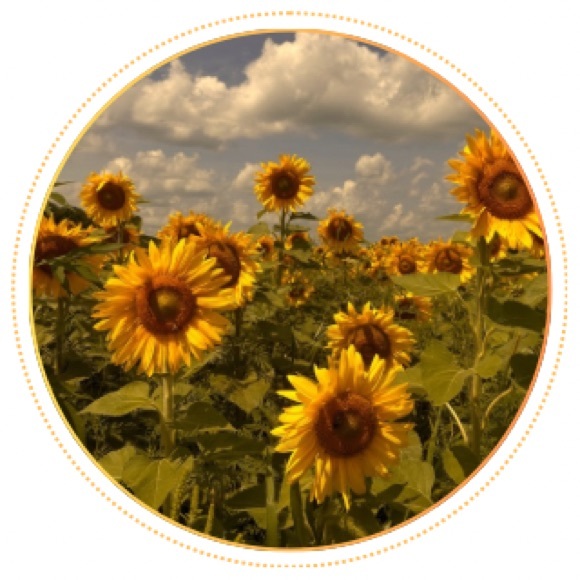 daisyretro